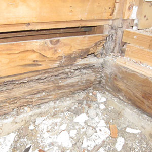 天井のシミや雨漏りが白蟻発生の原因になる